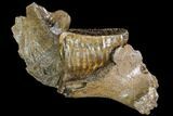 Juvenile Woolly Mammoth Jaw Section - Germany #111758-4
